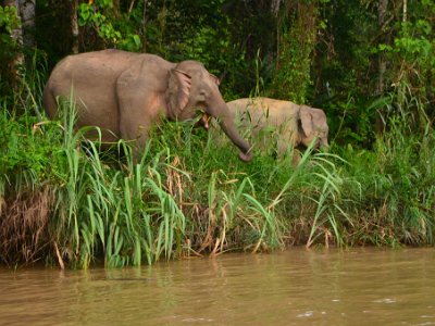 Borneo pgymy elephant, Sukau (4)